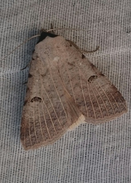 Lygephila craccae - gyakori csüdfűbagoly