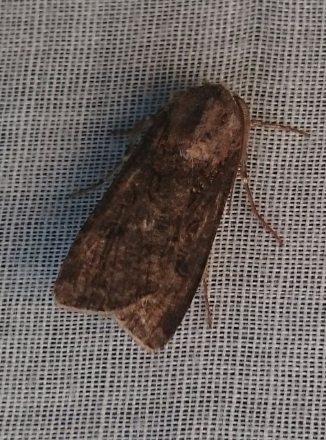 Agrotis segetum - vetési földibagoly