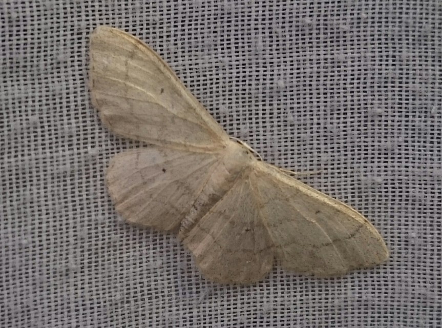 Idaea straminata - szalmasárga sávosaraszoló