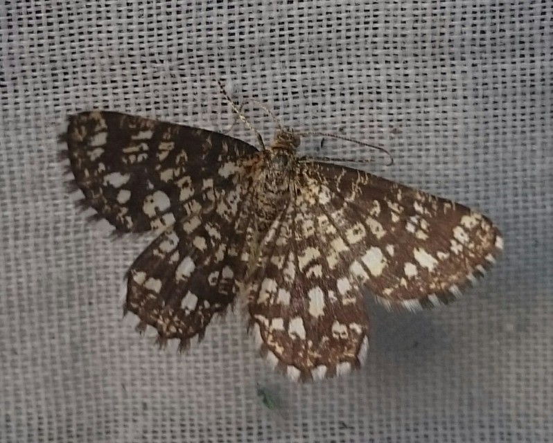 Chiasmia clathrata - rácsos rétiaraszoló