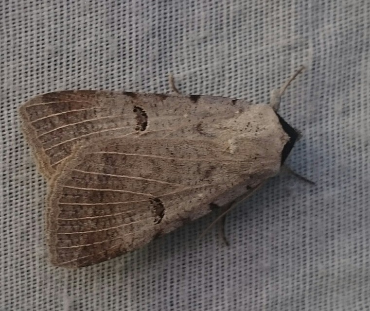 Lygephila craccae - gyakori csüdfűbagoly