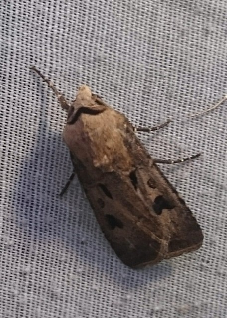 Agrotis exclamationis - felkiáltójeles földibagoly