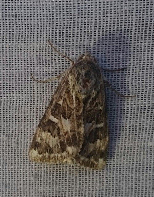 Protoschinia scutosa - tüskéslábú bagoly