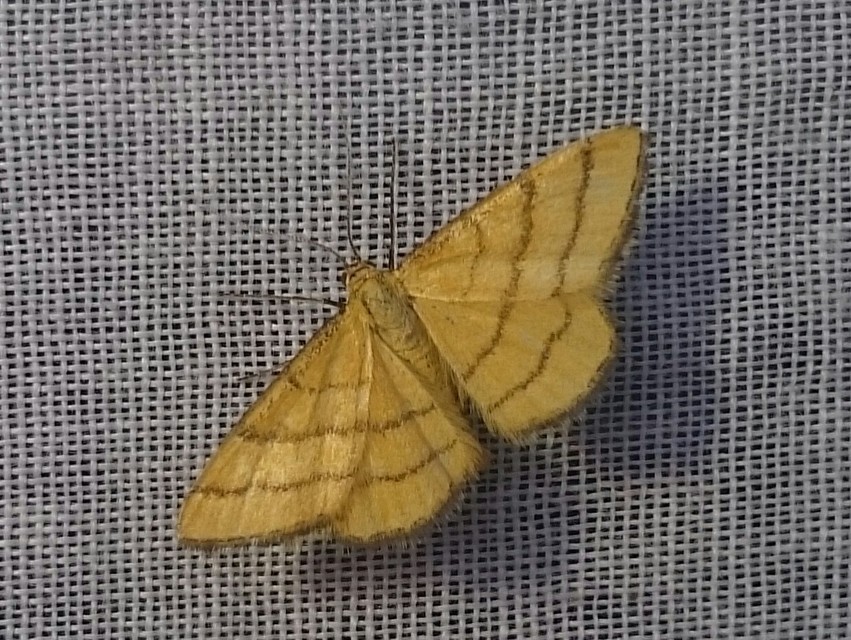 Idaea aureolaria - aranyos sávosaraszoló