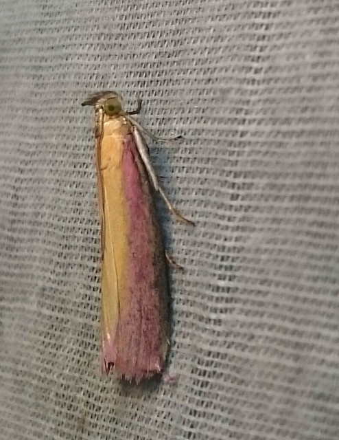 Oncocera semirubella - lucernamoly