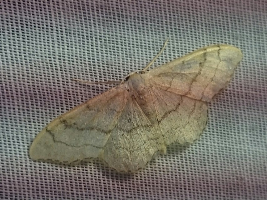 Idaea deversaria - egyszínű sávosaraszoló