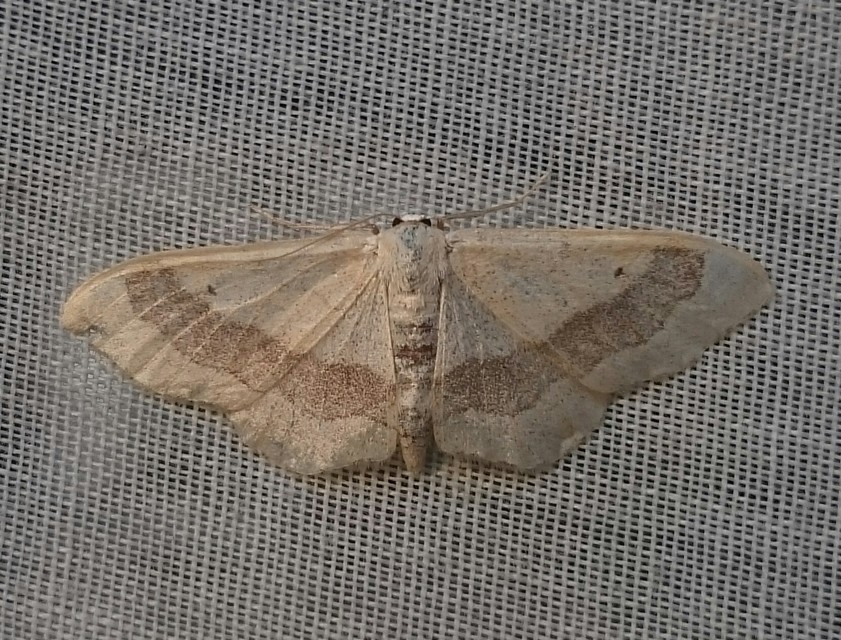 Idaea aversata - nagy sávosaraszoló