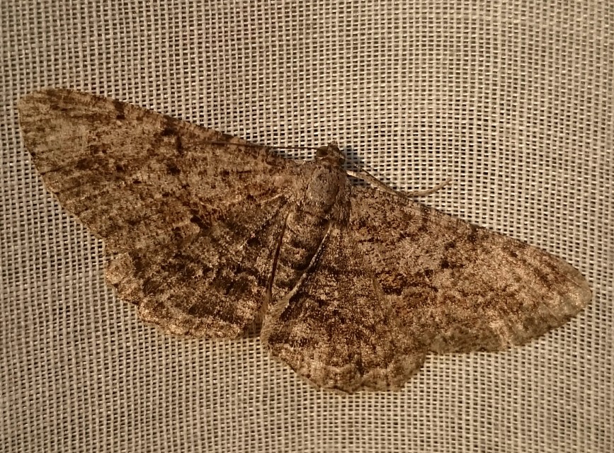 Peribatodes rhomboidaria - ékköves faaraszoló