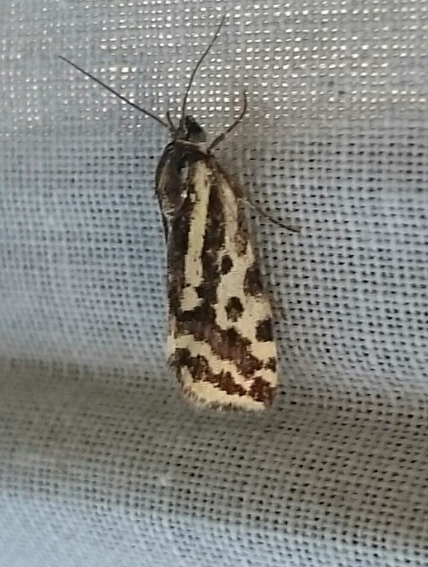 Emmelia trabealis - zebrabagoly