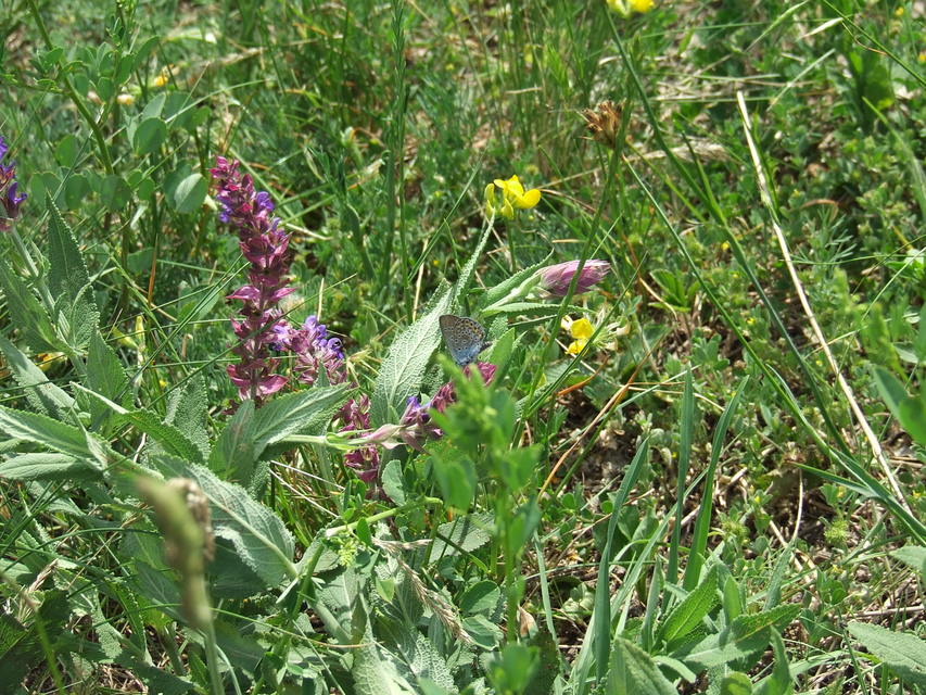 Plebejus argus - ezüstös boglárka