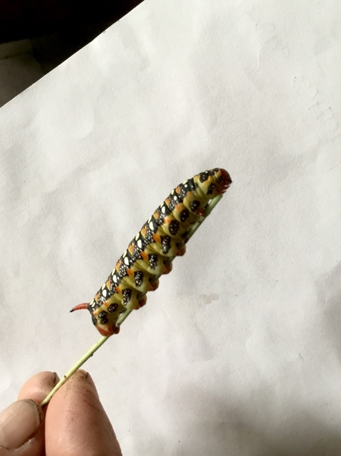 Hyles euphorbiae - kutyatejszender