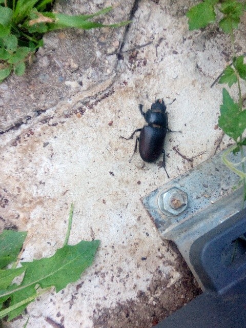 Lucanus cervus - nagy szarvasbogár