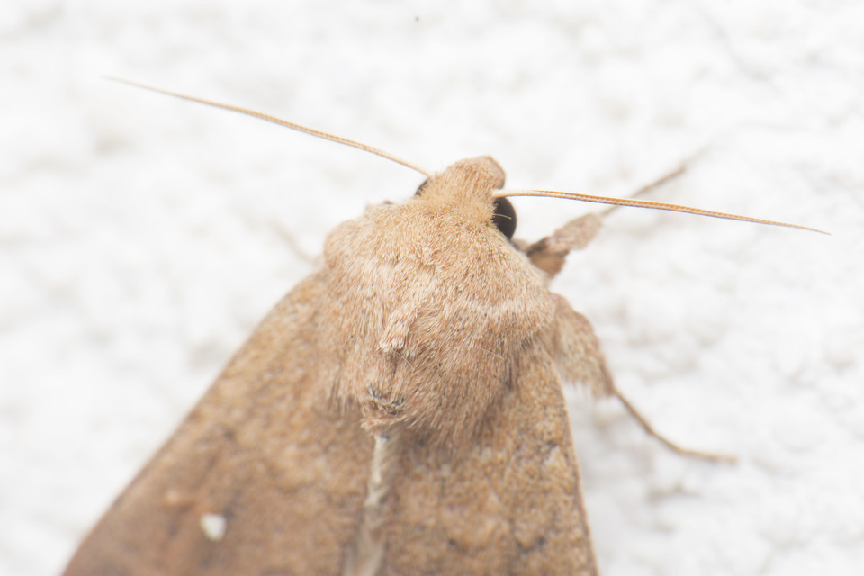 Mythimna albipuncta - fehérpettyes rétibagoly