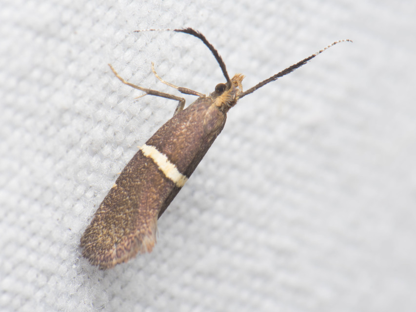 Eidophasia messingiella - kakukktormamoly