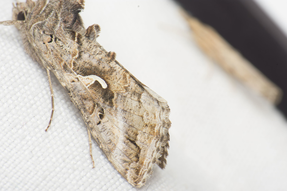 Autographa gamma - gammalepke