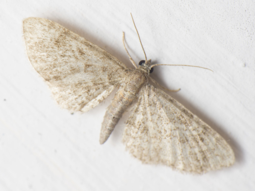 Eupithecia