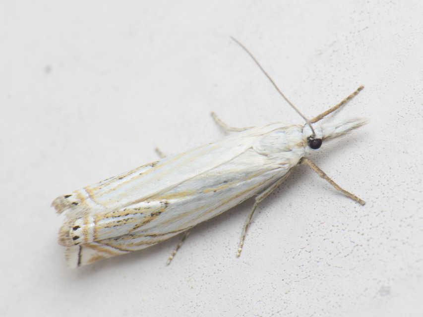 Crambus lathoniellus - mezei fűgyökérmoly