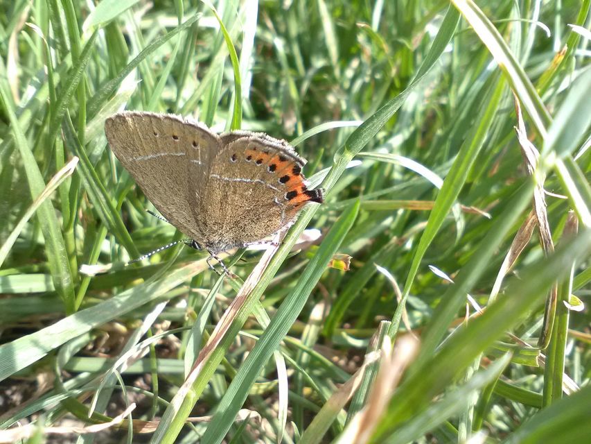 Satyrium pruni - szilvafa-csücsköslepke
