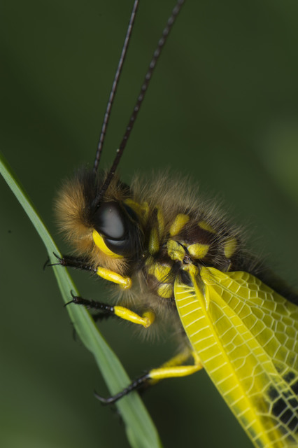 Libelloides macaronius - keleti rablópille