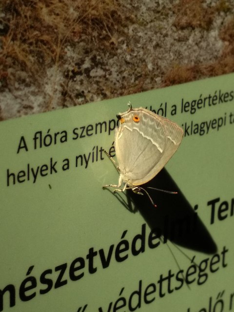 Neozephyrus quercus - tölgyfalepke