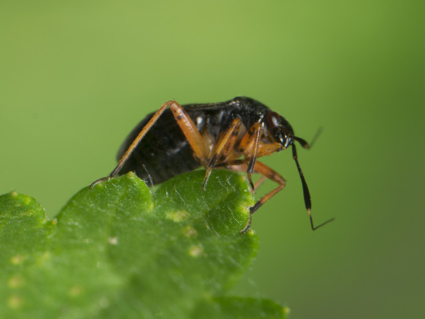 Capsus ater - fekete mezeipoloska