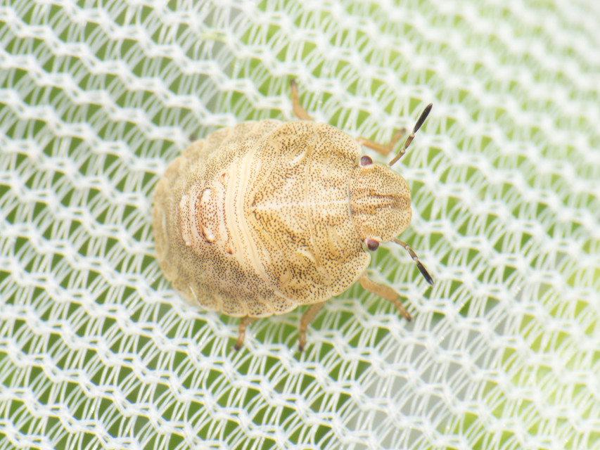 Eurygaster