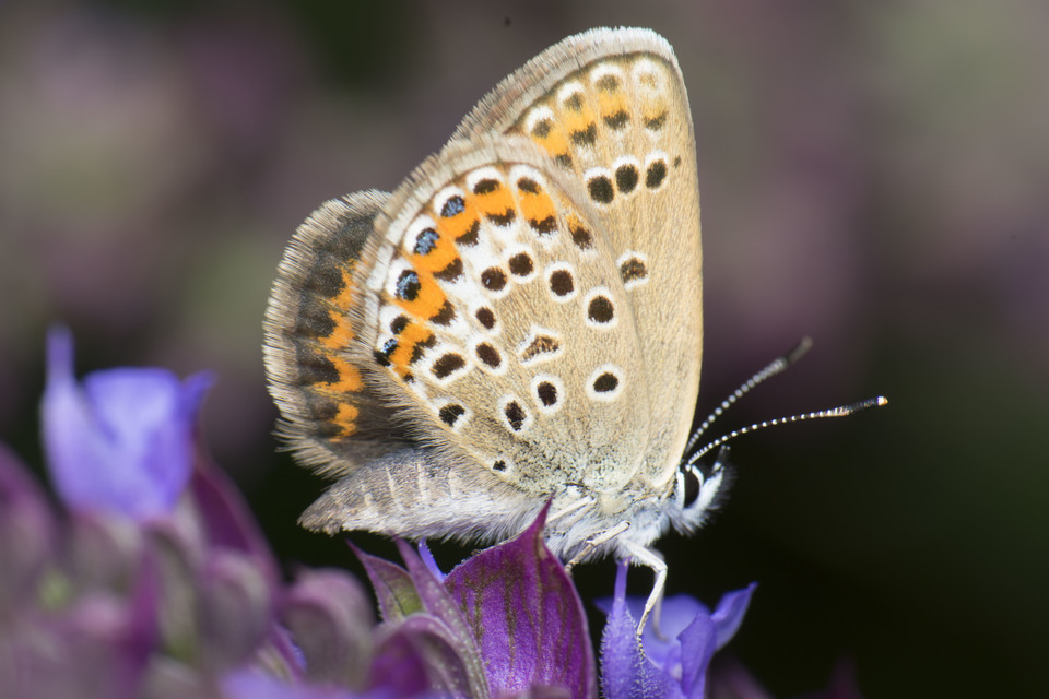 Plebejus argus - ezüstös boglárka
