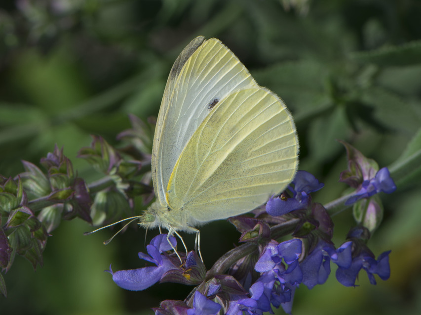 Pieris rapae - répalepke
