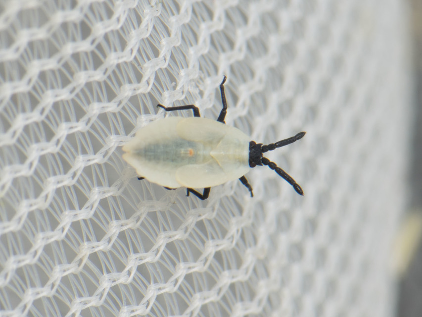 Catoplatus carthusianus - pimpó-csipkéspoloska