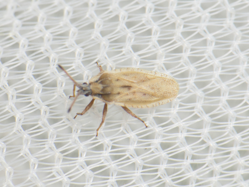 Tingis auriculata - nyakas csipkéspoloska Tingis auriculata - nyakas csipkéspoloska