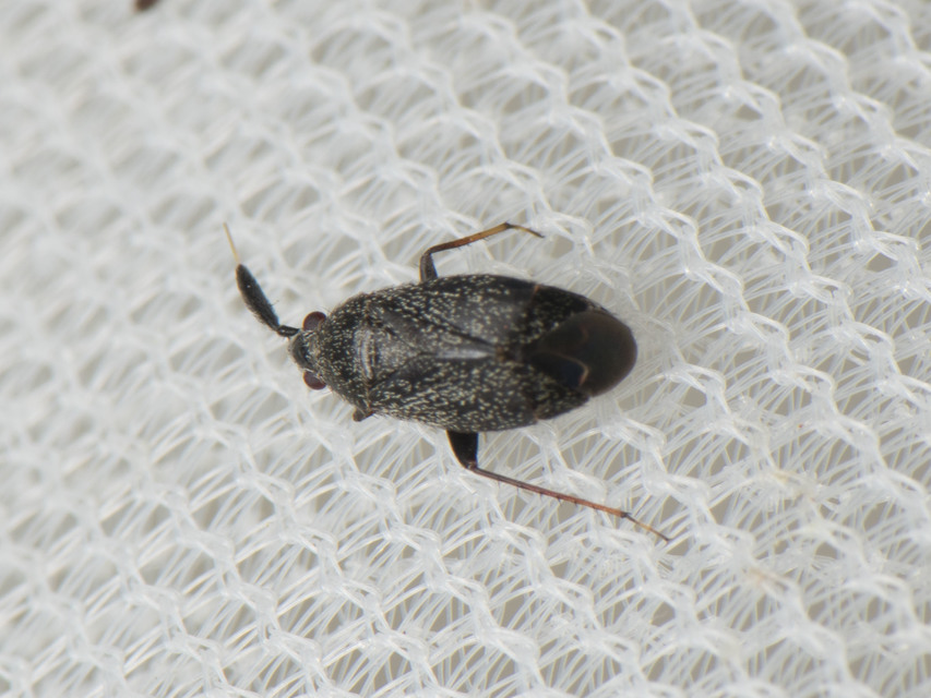 Atractotomus