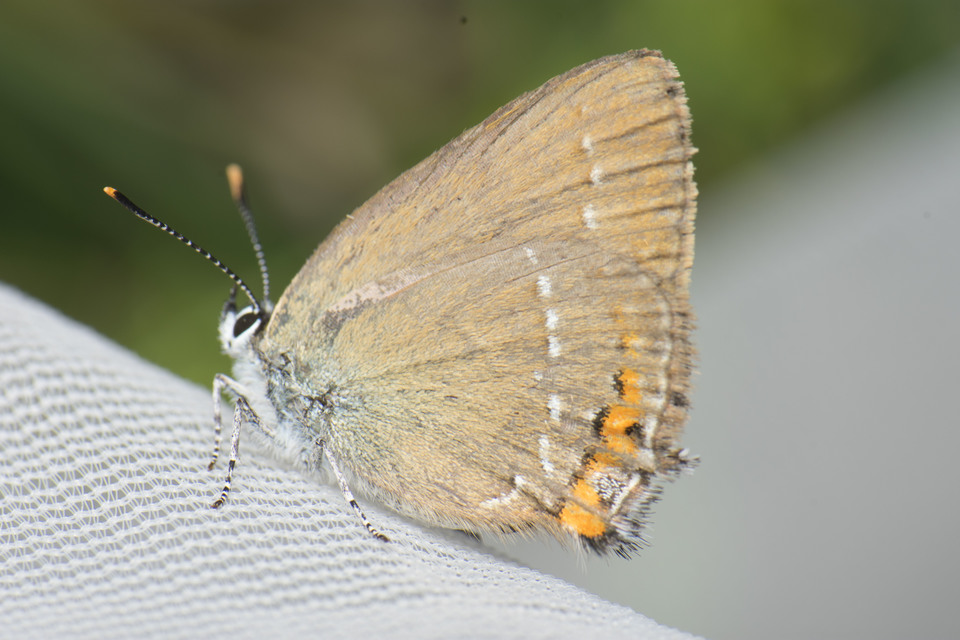 Satyrium acaciae - akác-csücsköslepke