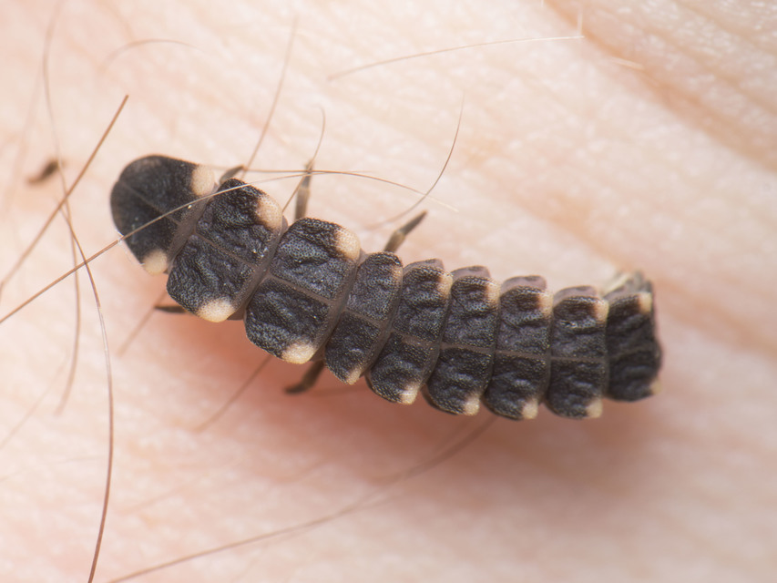 Lampyris noctiluca - nagy szentjánosbogár