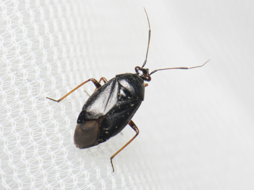 Capsus ater - fekete mezeipoloska