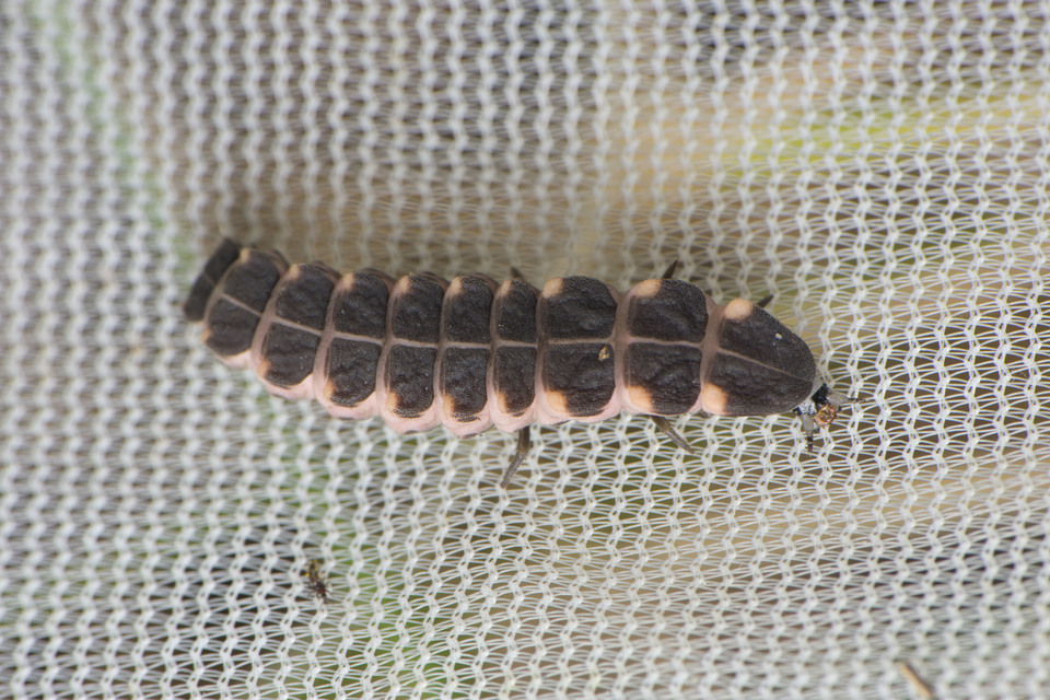 Lampyris noctiluca - nagy szentjánosbogár