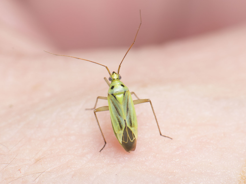 Stenotus binotatus - kétfoltos mezeipoloska