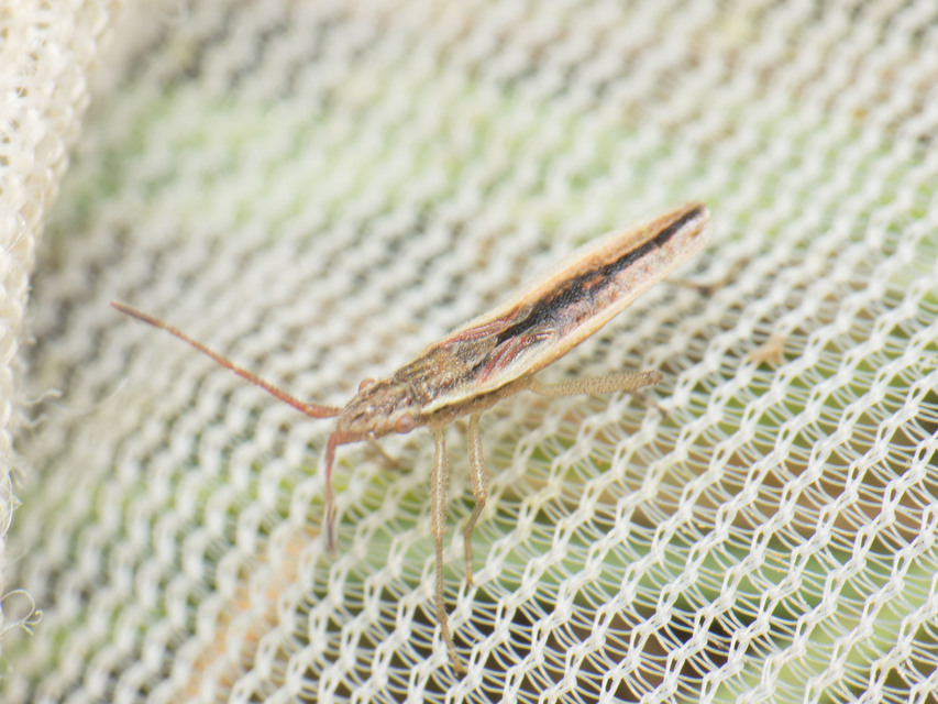 Myrmus miriformis - kurtaszárnyú karimáspoloska