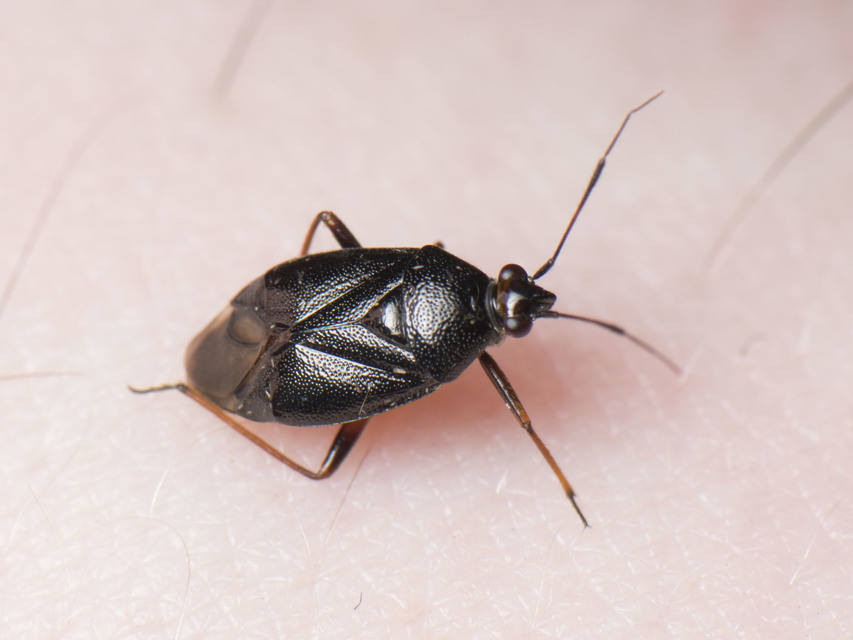 Capsus ater - fekete mezeipoloska