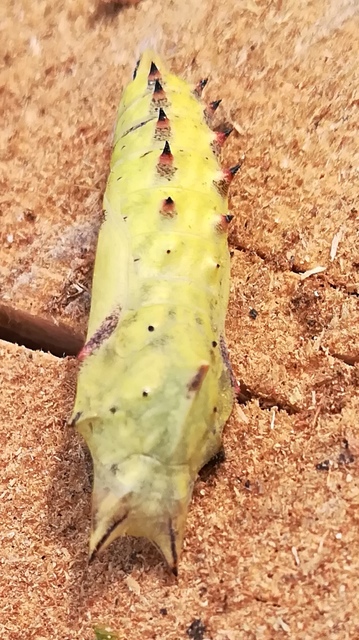 Nymphalis io - nappali pávaszem