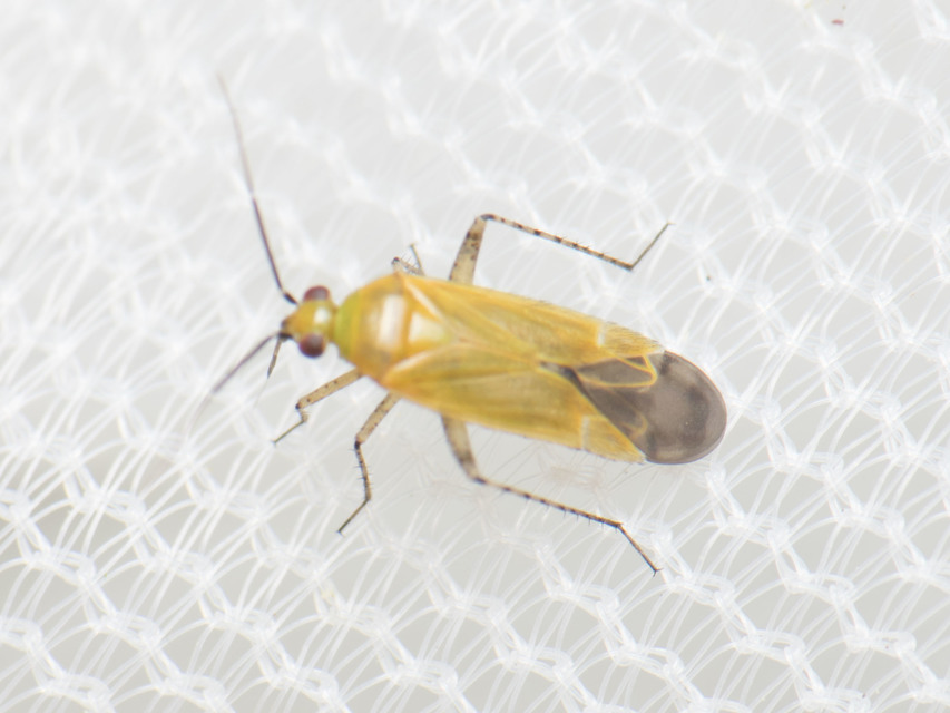 Plagiognathus fulvipennis - kígyószisz törpepoloska Plagiognathus fulvipennis - kígyószisz törpepoloska