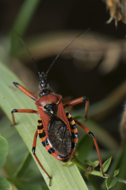 Rhynocoris iracundus - közönséges gyilkospoloska