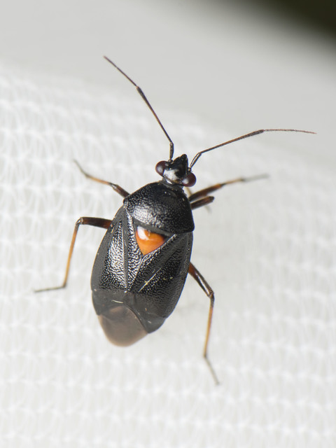 Deraeocoris ventralis