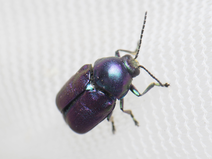Cryptocephalus