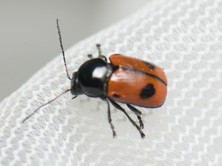 Cryptocephalus bipunctatus - kétpettyes zömökbogár