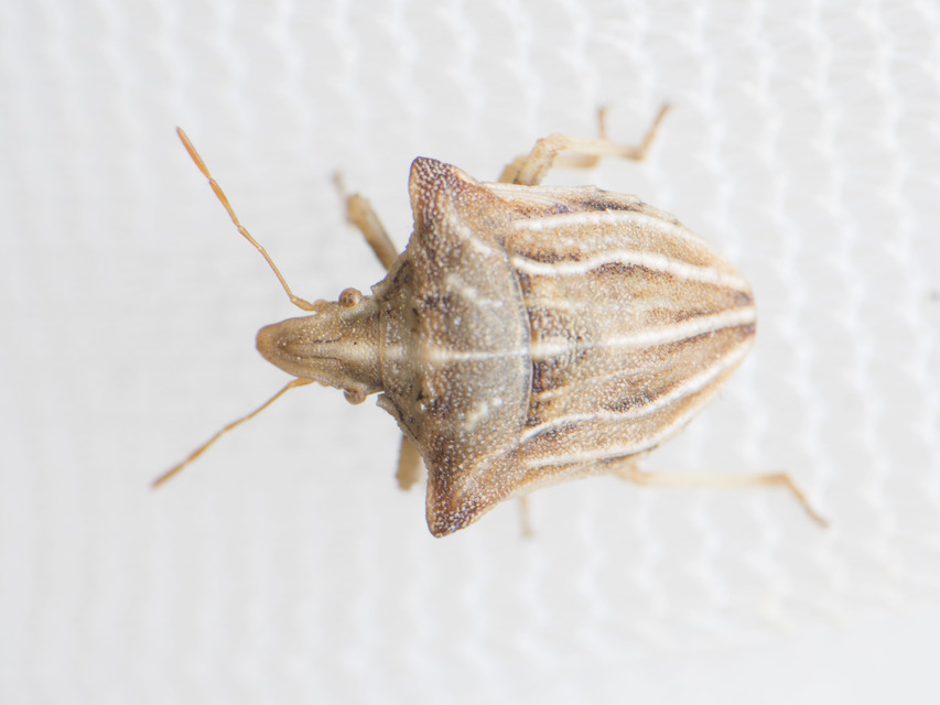 Ancyrosoma leucogrammes - vállas poloska