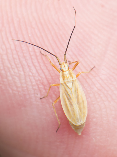 Acetropis