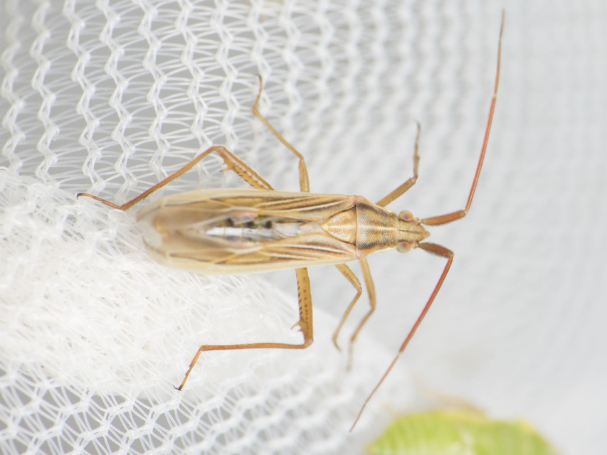 Stenodema calcarata - sarkantyús mezeipoloska