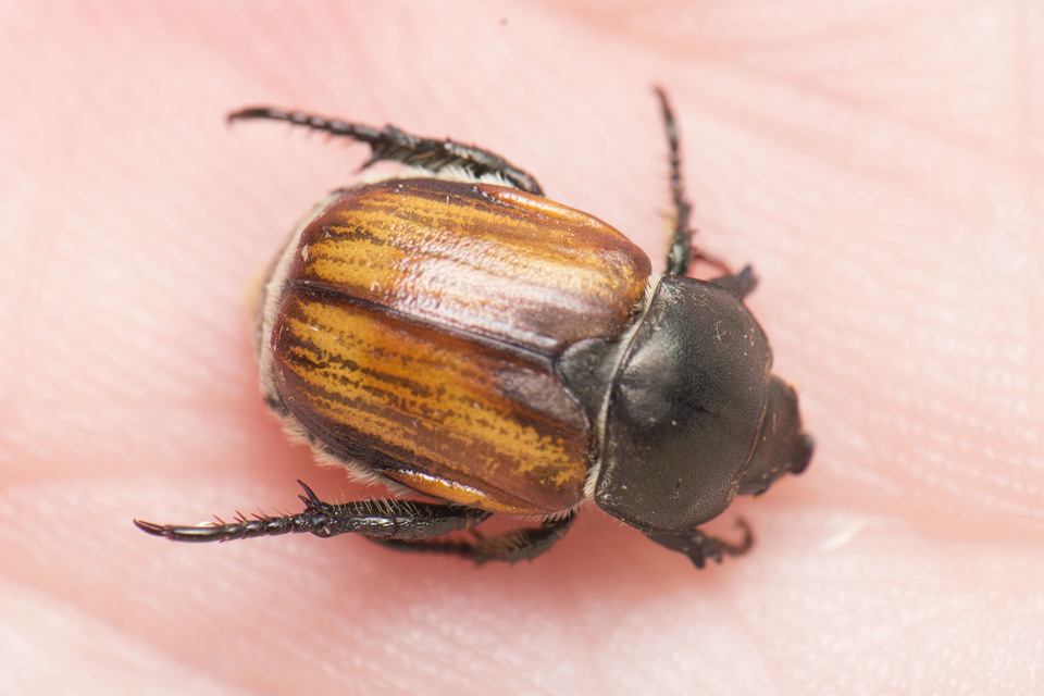 Anisoplia tempestiva - gabonaszipoly