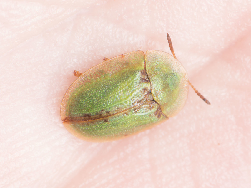 Cassida Cassida