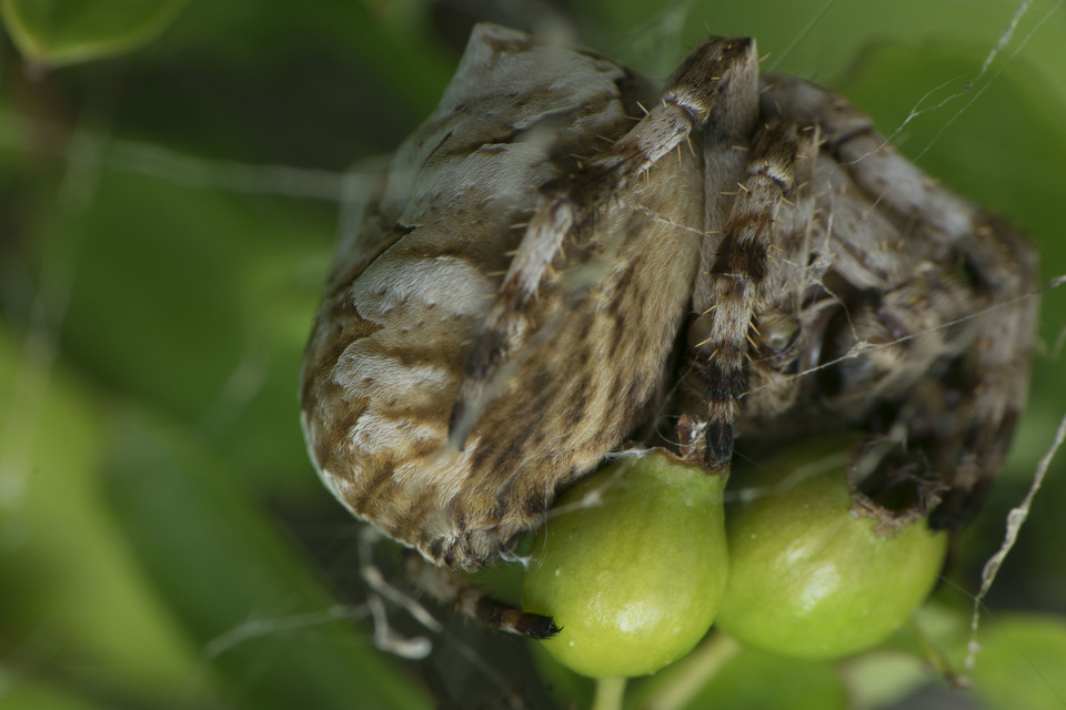 Araneus grossus - óriás keresztespók
